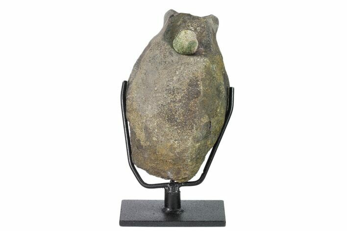 Hadrosaur (Hypacrosaur) Vertebra with Stand -Montana #148798